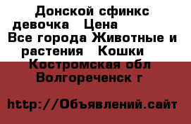 Донской сфинкс девочка › Цена ­ 15 000 - Все города Животные и растения » Кошки   . Костромская обл.,Волгореченск г.